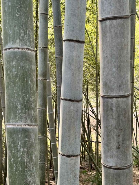 The inspiration for our company logor for Bamboo Coffee Roasters