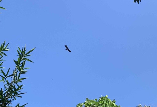 The famous MaoLi Eagle! Come and spot them...
